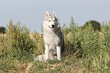 SIBERIAN HUSKY 018